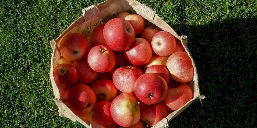 Iran Produces 4 Million Tons of Apples Annually: Deputy Agriculture Minister