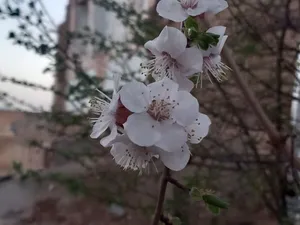رُخ نمایی بهار در گیلان/ هوا گرم‌تر خواهد شد؟
