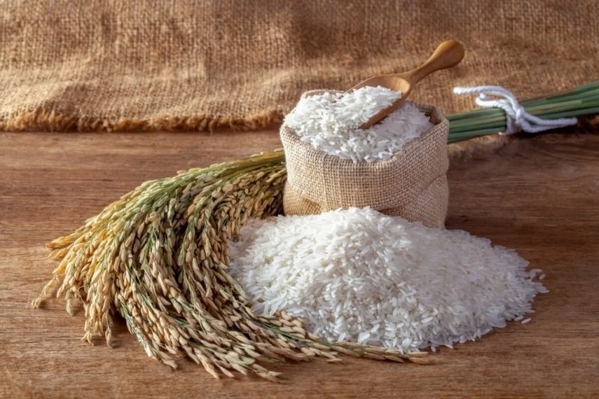 قیمت برنج پاکستانی ۲۷ شهریور ۱۴۰۴ / کیسه ۱۰ کیلویی برنج پاکستانی انواع برندها چند؟ + جدول