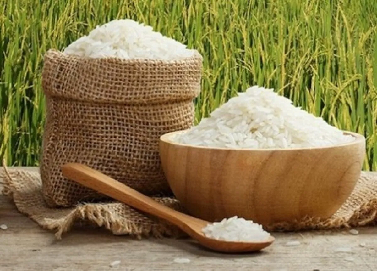 قیمت برنج ایرانی ۲۷ مرداد ۱۴۰۴ / هرکیلو برنج هاشمی در آستانه ۳۰۰ هزارتومانی شدن! + جدول