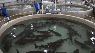 Official: Iran’s fishery exports up 30% y/y in Apr-Oct