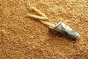 بازنگری در قیمت گندم/ منتظر گران شدن نان باشید