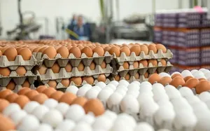 قیمت تخم‌مرغ در خرده فروشی‌ها امروز ۱۳ دی‌ماه ۱۴۰۴