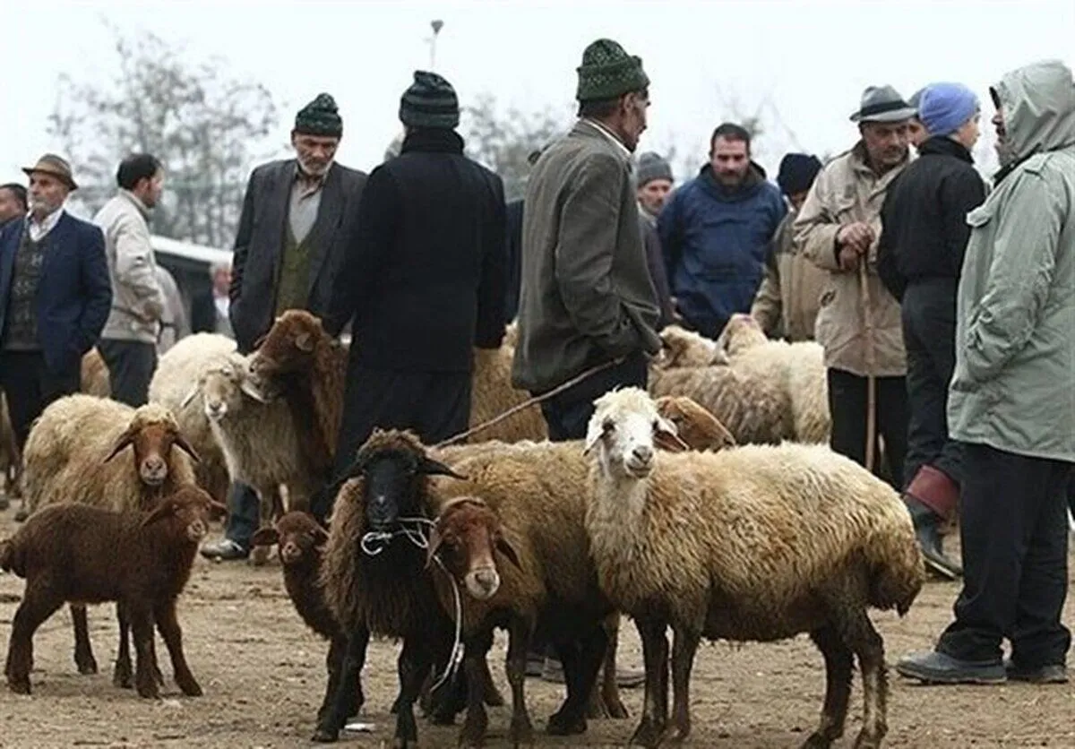 قیمت هر کیلو دام زنده ۴۵ هزار تومان گران شد!