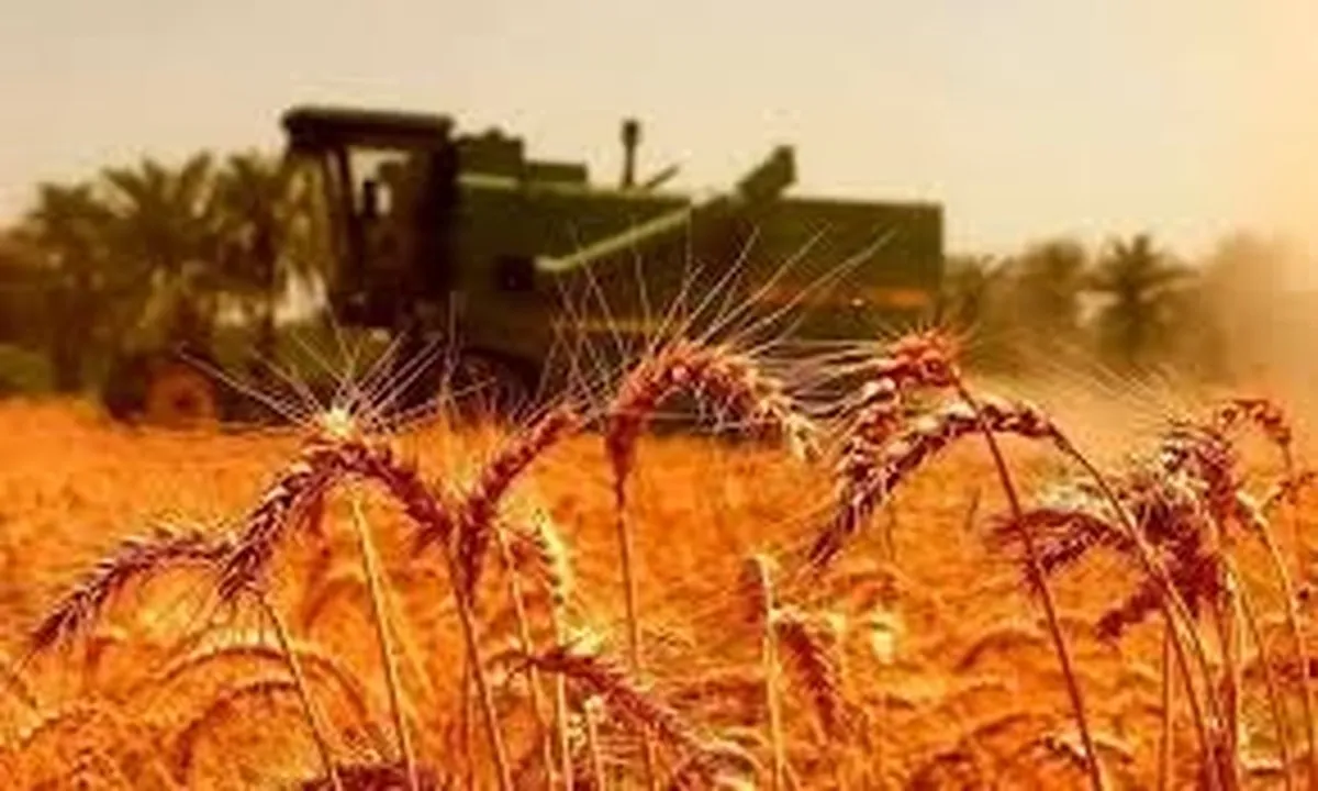 بازار گندم در شوک / قیمت واقعی گندم اعلام شد