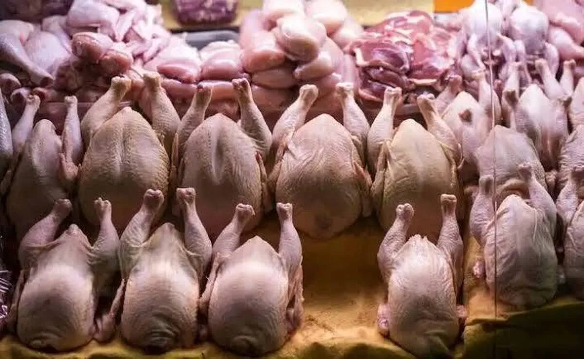 صدور مجوز صادرات گوشت مرغ / افزایش قیمت مرغ در راه است؟