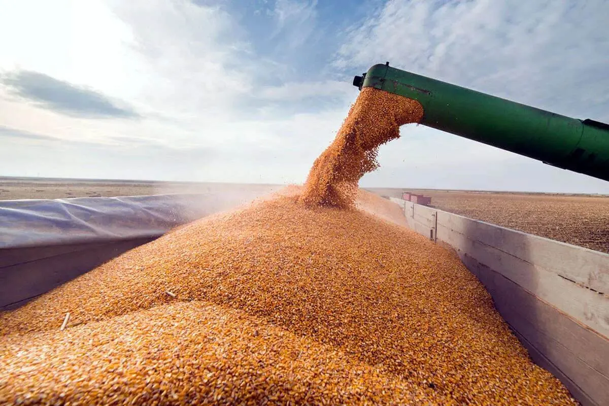 قیمت خرید تضمینی گندم برای سال ۱۴۰۴ اعلام شد