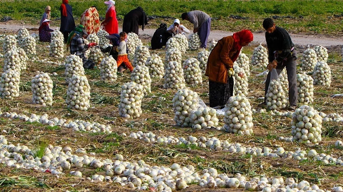 نرخ خرید تضمینی سیب‌زمینی و پیاز در سال آینده اعلام شد + جزئیات