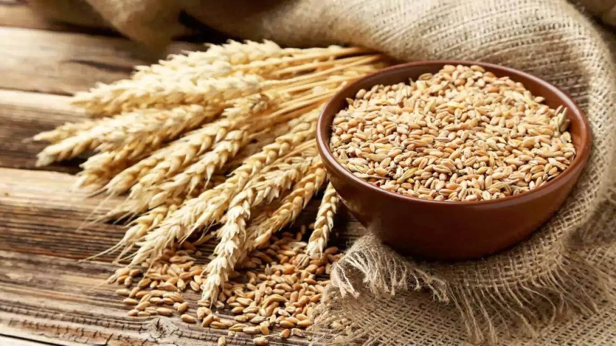 خرید گندم داخلی در یک قدمی ۱۰ میلیون تُن