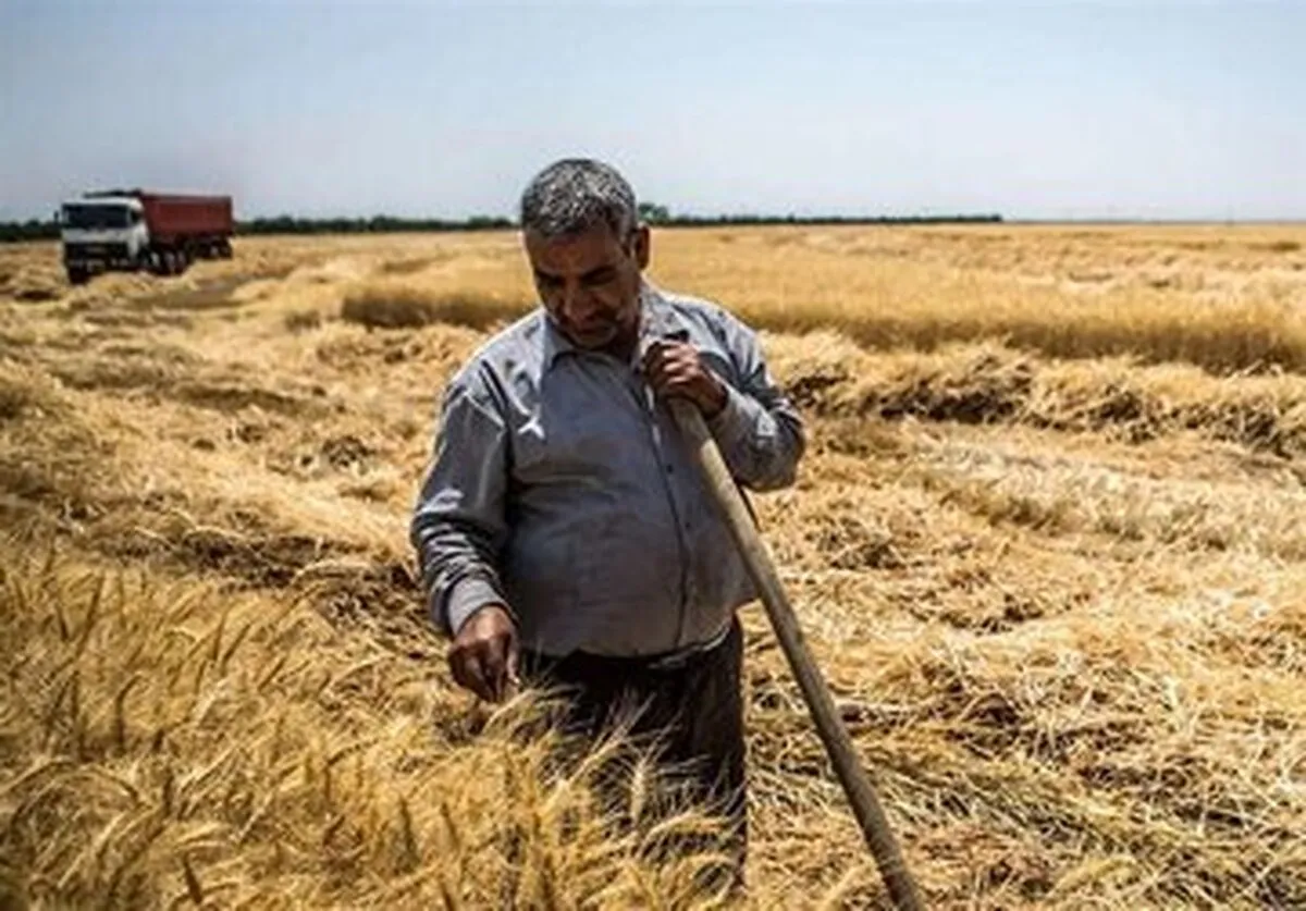 خبر بد برای گندمکاران/خبری از پرداخت طلب گندمکاران نیست!