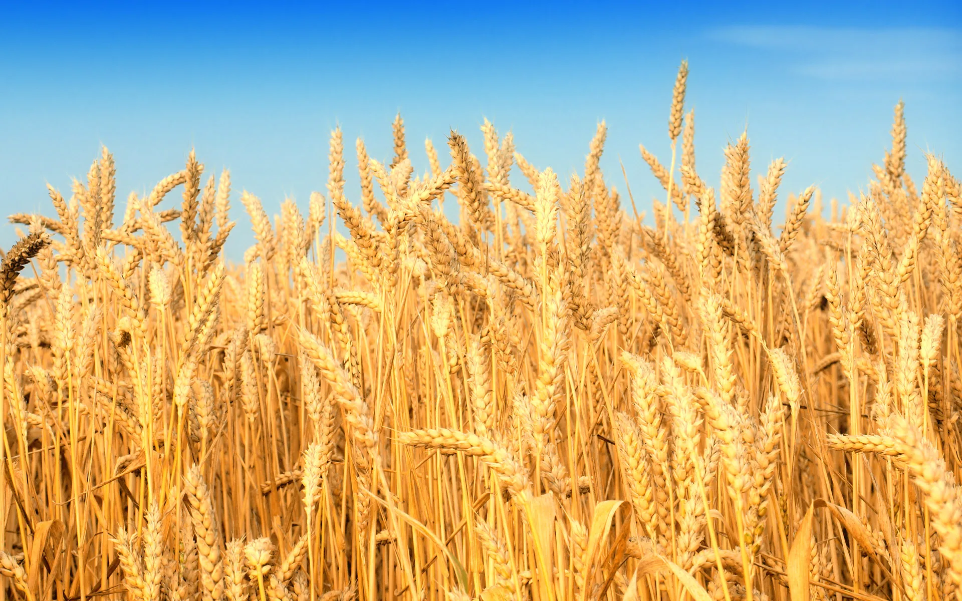 Iranian Gov't Steps Up Fund Raising for Buying Wheat