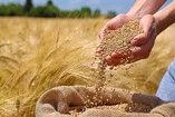 افزایش ۶ برابری قیمت نهاده‌های دامی/ نیاز دامداران به نقدینگی چند برابر شد