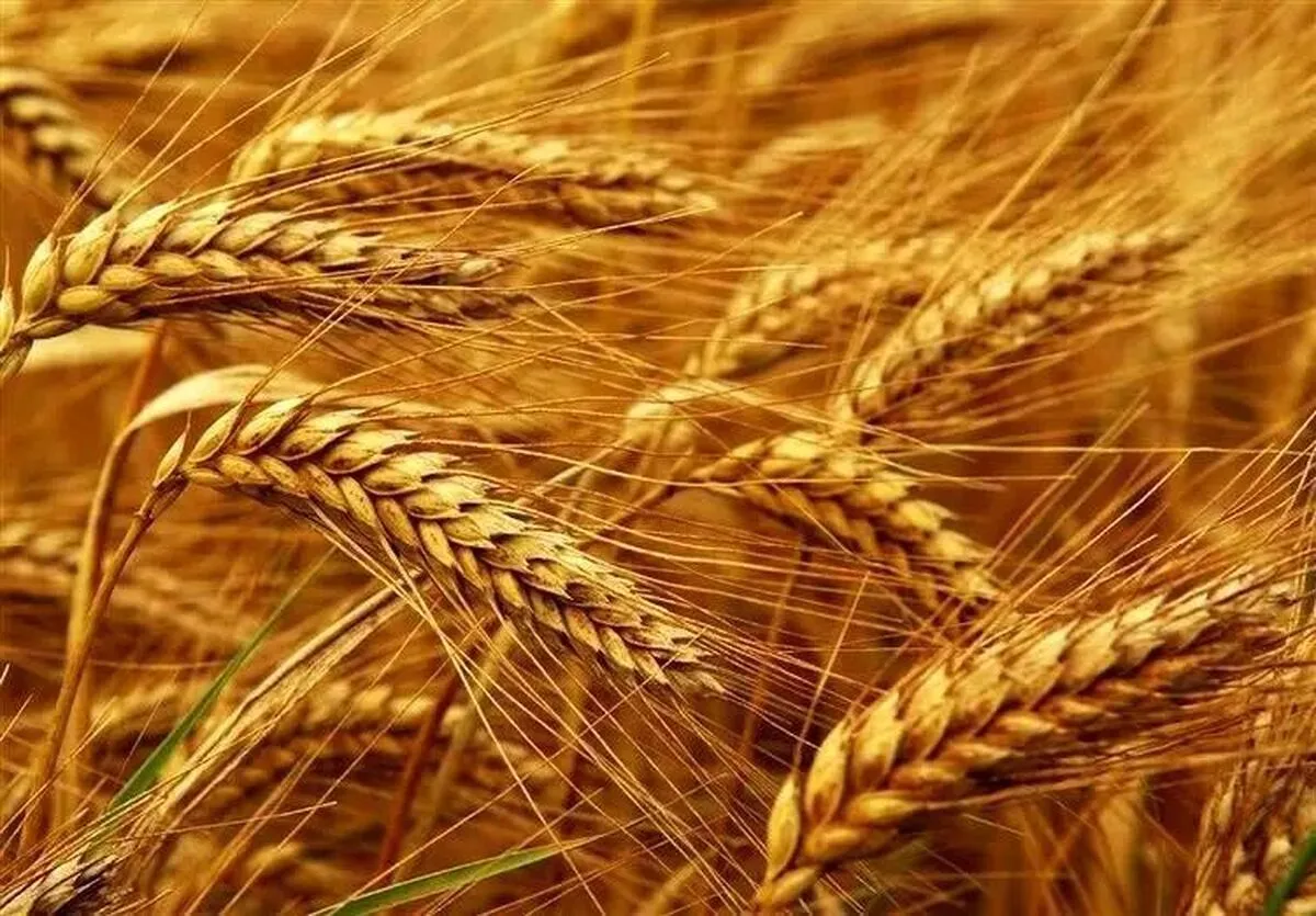 نرخ ارز واردات گندم در سال ۱۴۰۵ مشخص شد