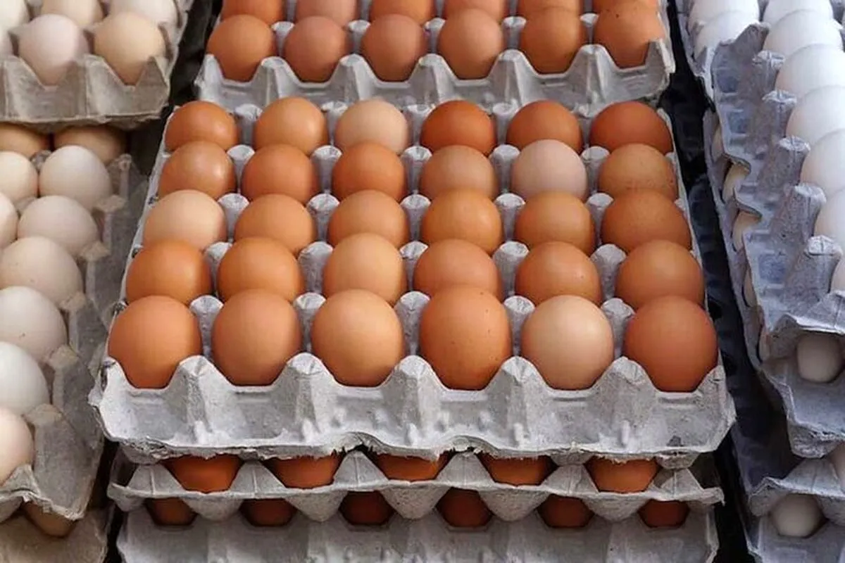 قیمت تخم مرغ محلی بسته ای چند؟ + جدول