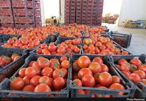 قیمت-گوجه-فرنگی-پاییز-امسال-گران-می-شود