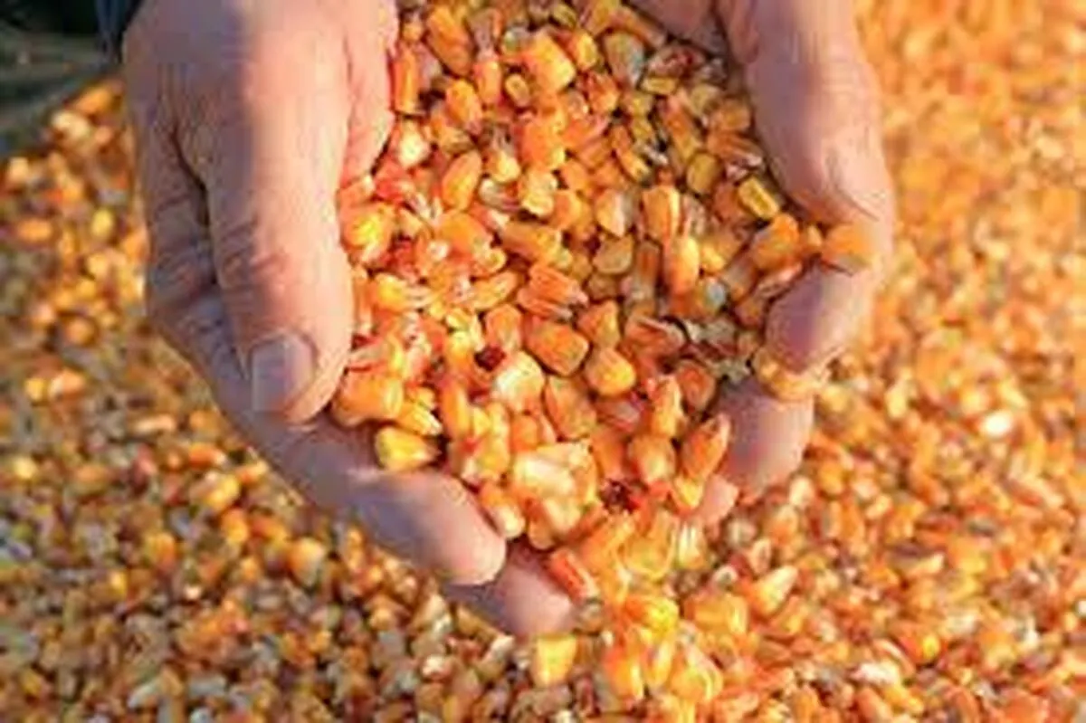 تاریخ ثبت سفارش ذرت و جو دامی / واردات از سر گرفته می‌شود