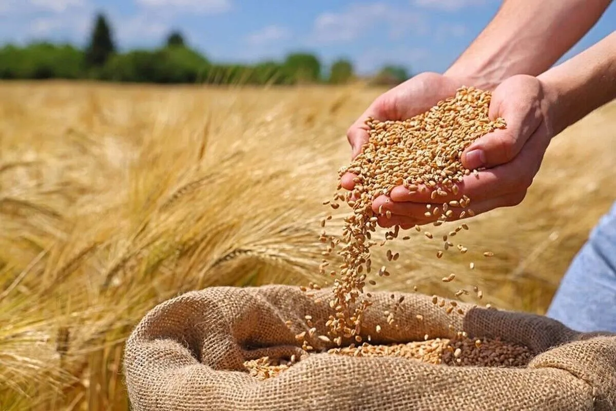 خبر مهم برای کشاورزان / قیمت خرید تضمینی گندم نهایی شد؟
