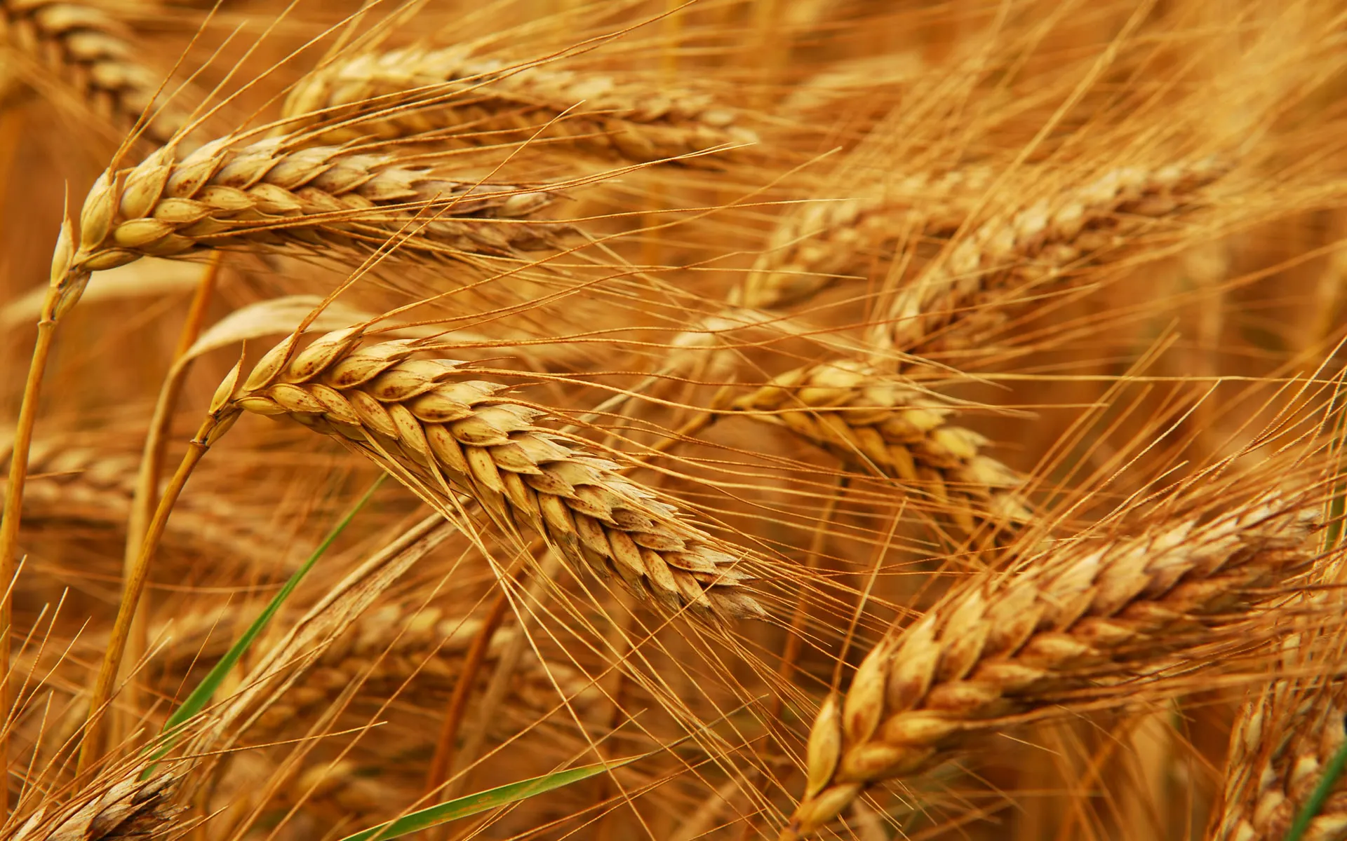 Wheat Salaf Kicks Off