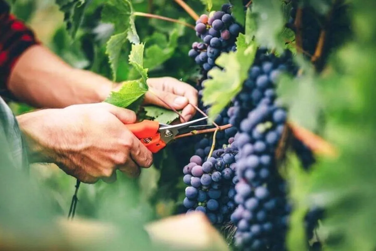 Iran exports $5.2 billion worth of agri. products in one year