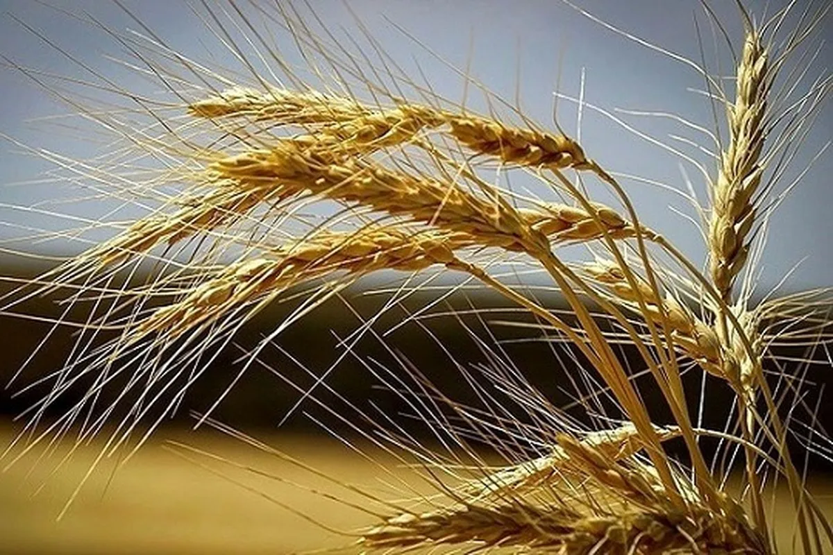 خبر مهم از توزیع آرد در استان‌های مسافرپذیر