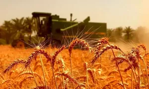 خط قرمز جدید برای بازار گندم/ قیمت گندم نباید زیر ۵۰ هزار تومان باشد