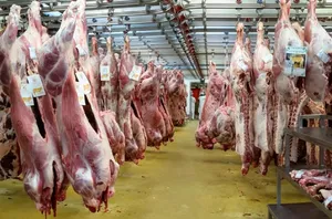 نظارت سختگیرانه دامپزشکی بر واردات گوشت