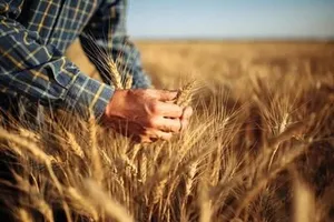 دستور رئیس‌جمهور برای اصلاح قیمت گندم / بررسی‌ها در شورای قیمت‌گذاری ادامه دارد