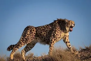ردپای دو یوز ناشناس در ایران دوباره پیدا شد + فیلم
