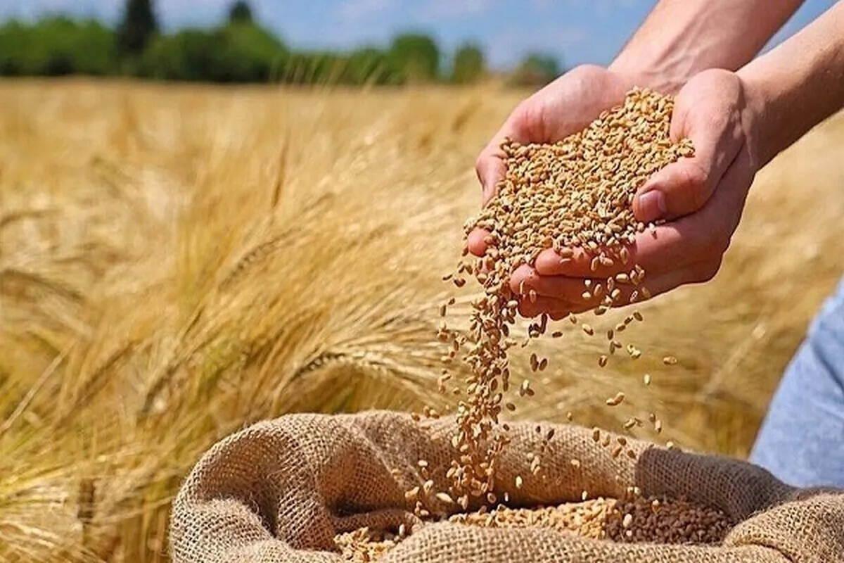 نهاده های دامی
