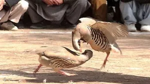 نزاع کبک‌ها در بوکان منحل شد