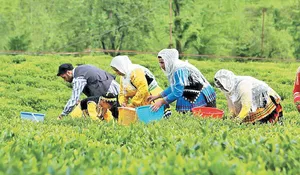 خبر خوب برای چایکاران/ تکلیف واریز مطالبات مشخص شد