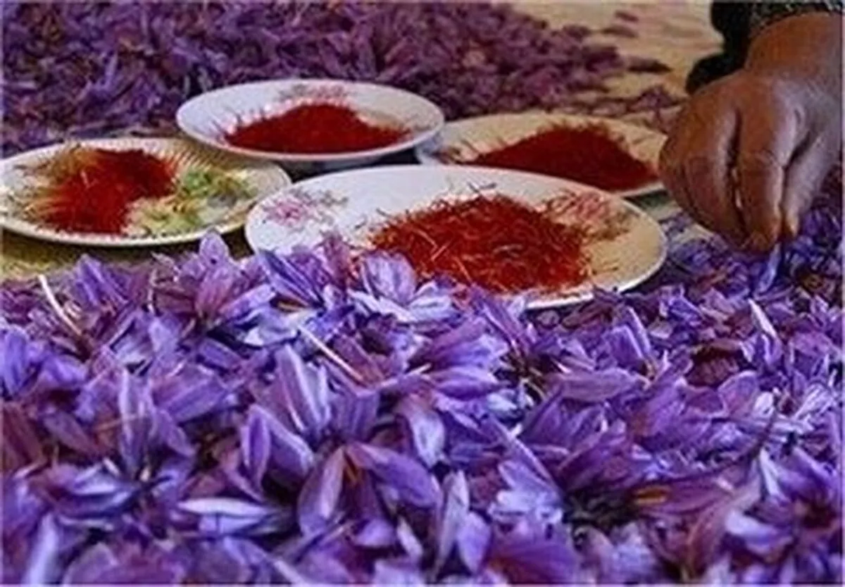 قیمت جدید زعفران اعلام شد/ زعفران کیلویی چند؟