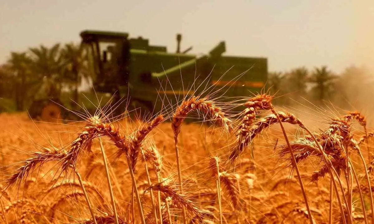 خبر مهم وزیر کشاورزی برای گندمکاران/ قیمت گندم تغییر می‌کند؟