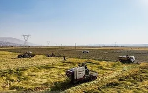 پرداخت غرامت بیمه کشاورزی به خسارت‌دیدگان ادامه دارد