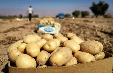 صادرات-سیب-زمینی-ممنوع-شد
