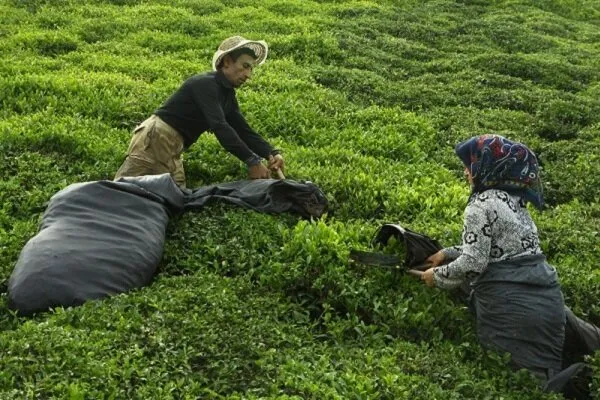 خبر خوش برای چایکاران شمال کشور