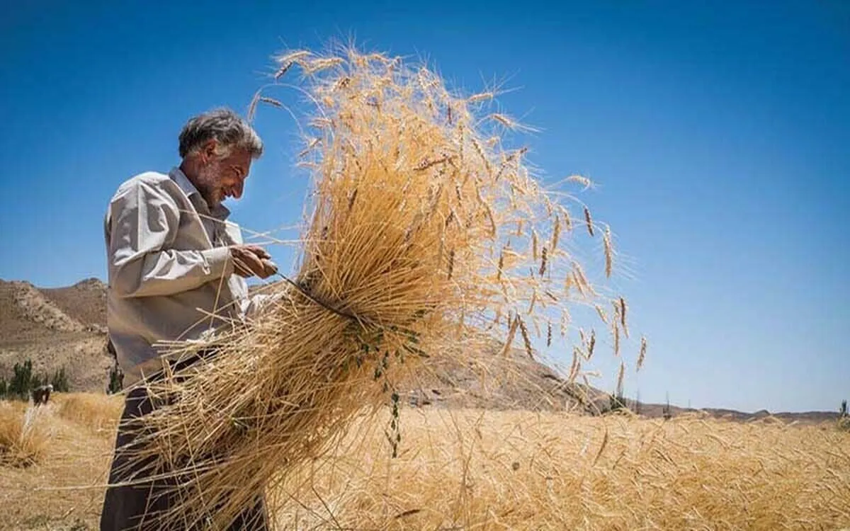 خبر مهم درباره خرید تضمینی گندم در بودجه ۱۴۰۴