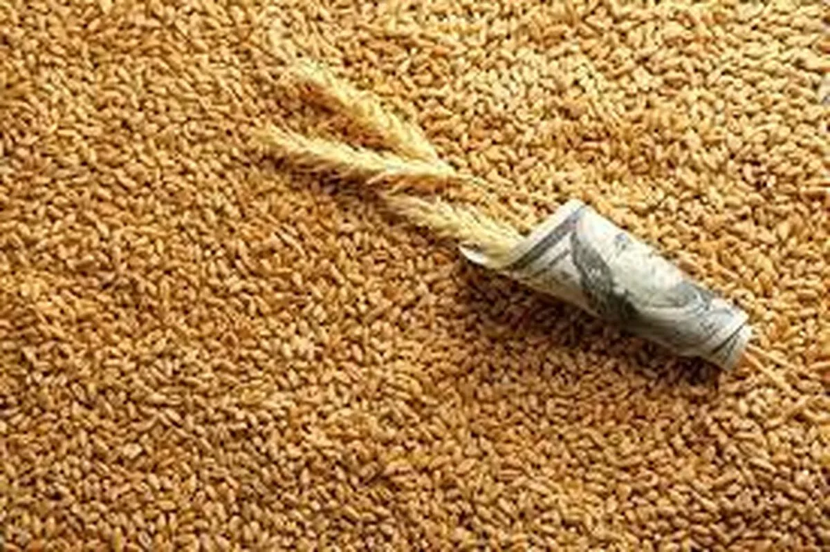 خبر مهم برای گندمکاران/ گندم بی‌قیمت شد؟