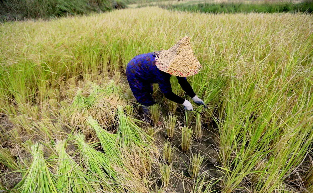 FAO Surveys New Plant Breeding Approach in Iran