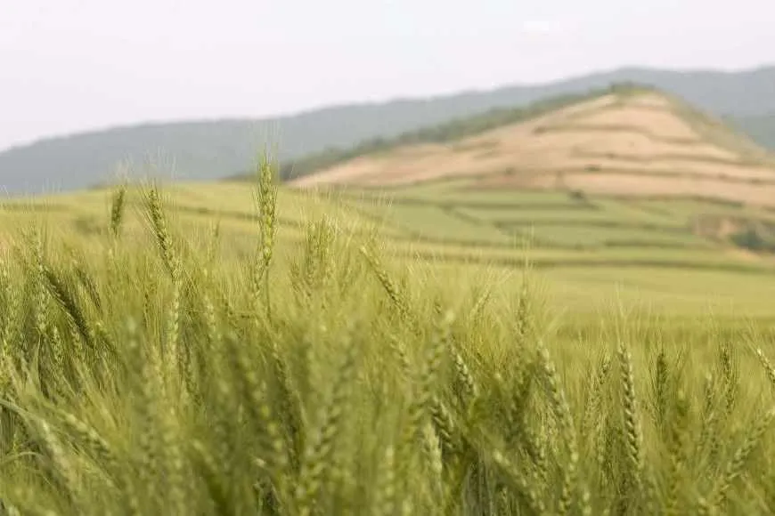 Agriculture Blooms Under Rouhani Gov’t