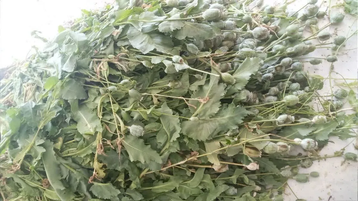 هشدار قضایی درباره یک کشت ممنوعه / معاون دادستان کل ورود کرد