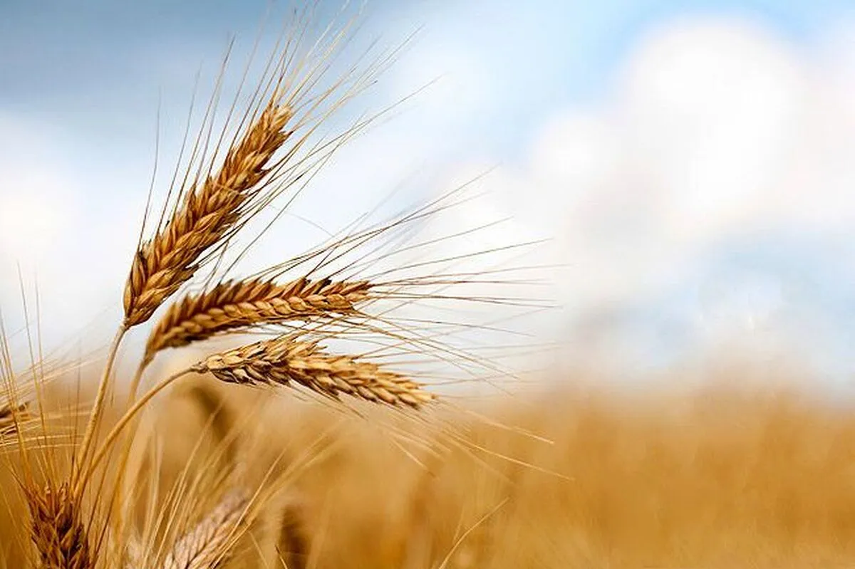 خبر خوش برای کشاورزان / واریز مطالبات گندمکاران سرعت گرفت