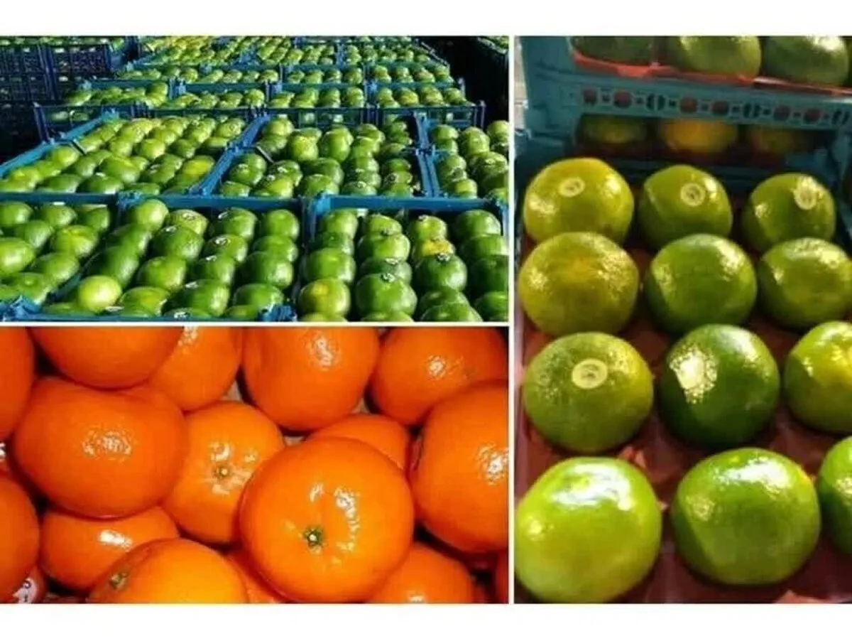 Iran’s Mazandaran exports 60k tons of citrus fruits in 9 mos