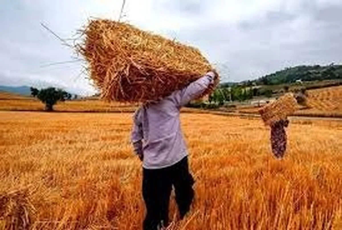 خبر مهم برای گندم‌کاران / پرداخت مطالبات و قیمت جدید در راه است