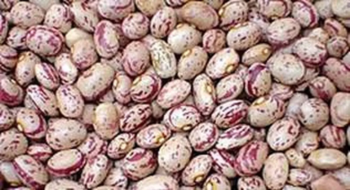 وزیر کشاورزی: روزهای آخر گرانی لوبیا چیتی است+ فبلم