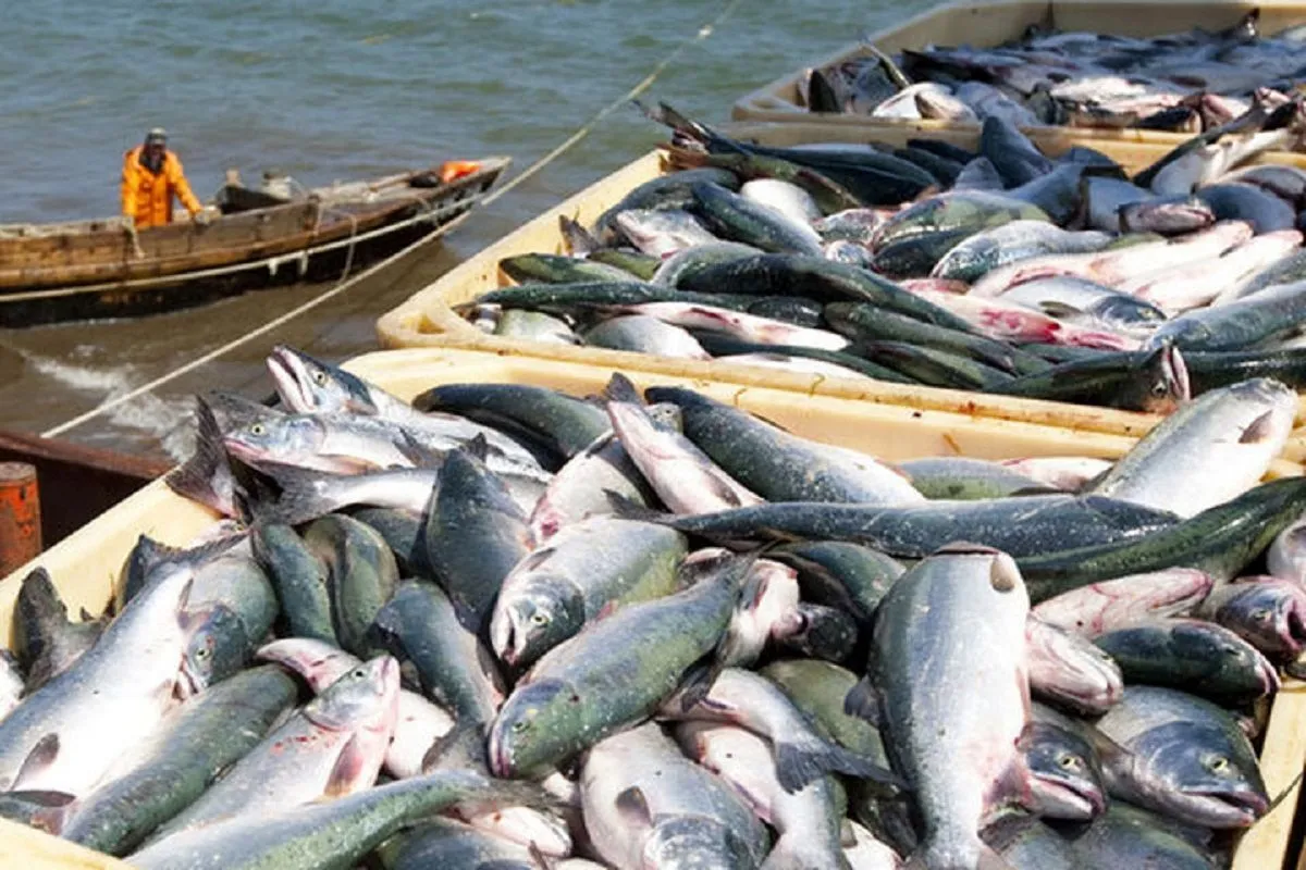 Iran Exports $650 Million Aquatics in One Year: Official