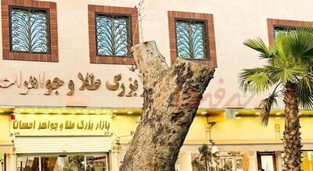 دلیل قطع درخت کهنسال خیابان ۱۵ خرداد چیست؟