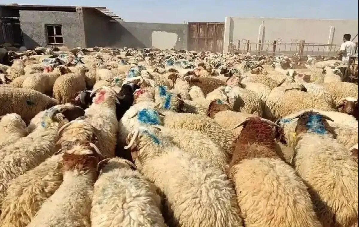 قیمت دام زنده امروز ۱۸ دی‌ماه ۱۴۰۴ / گوسفند گران شد + جدول