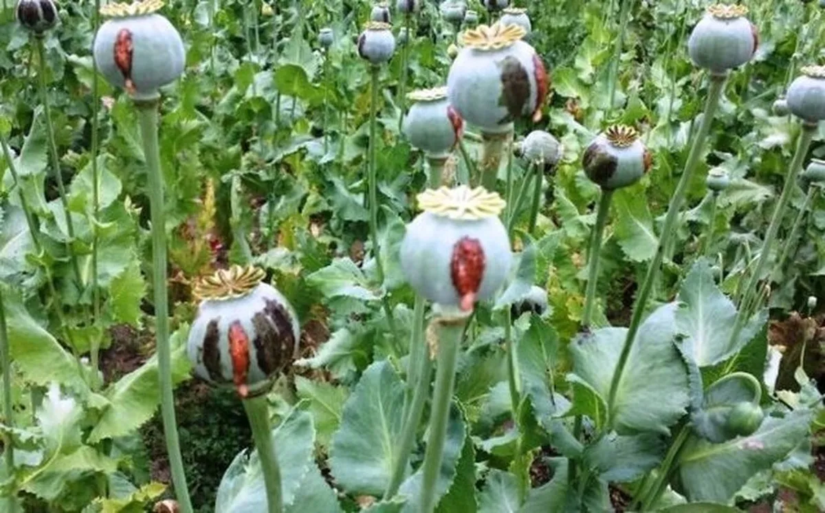 کشت خشخاش در ایران ۳ برابر شد