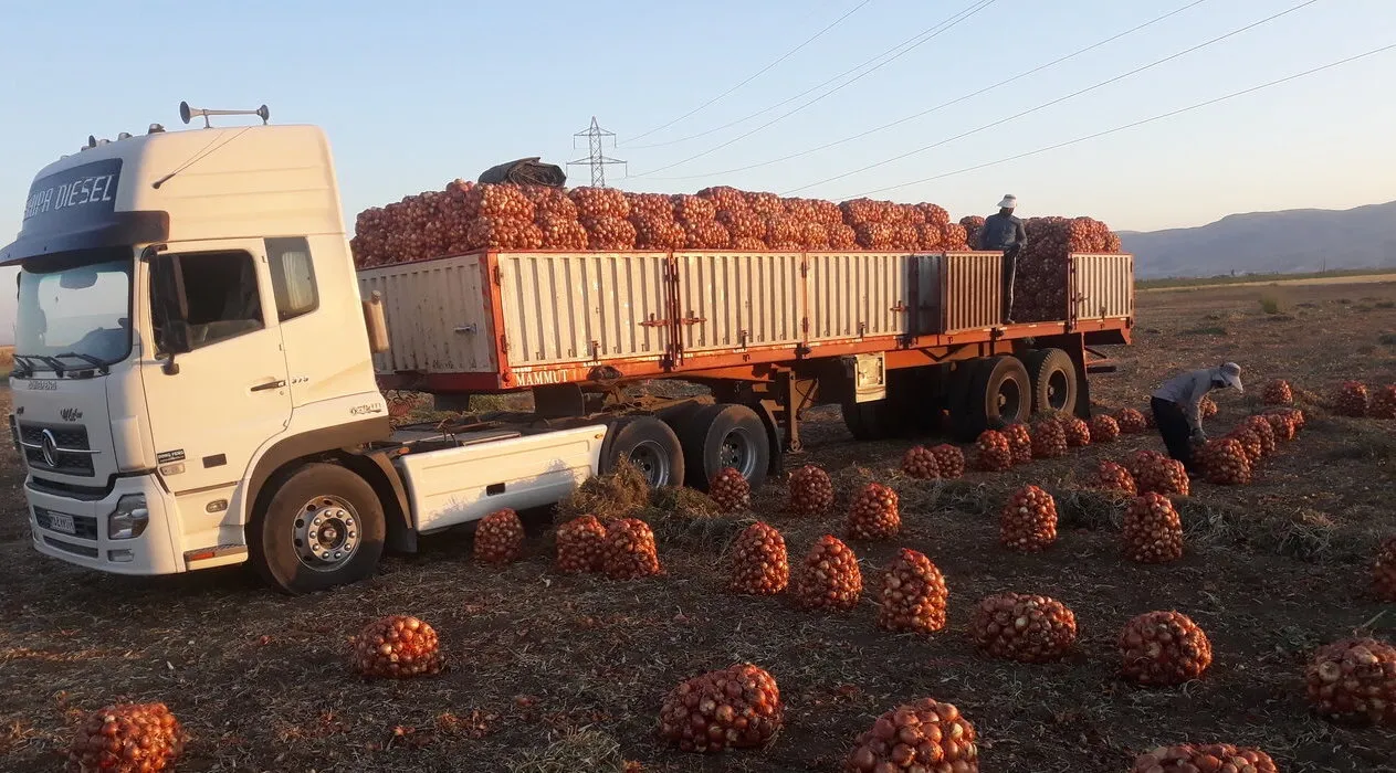 Onion Export Duty Doubled